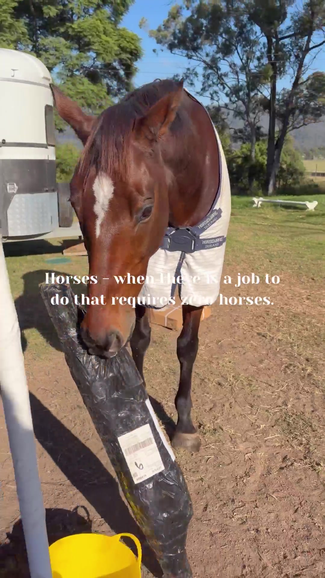 @LumiereEquestrian