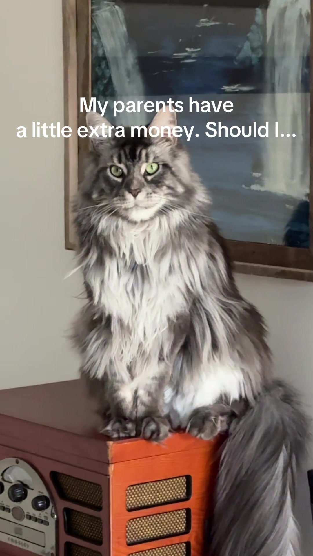 @Theo & Ember 🐈🐈⬛