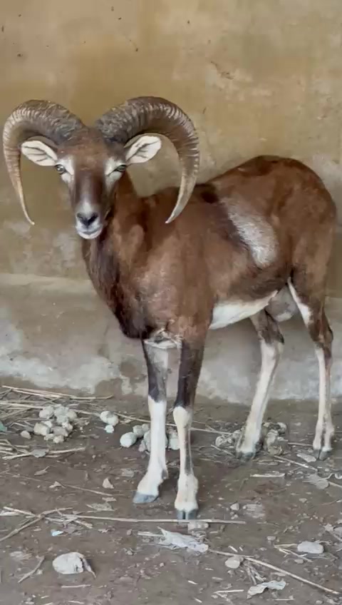 @wadood shah