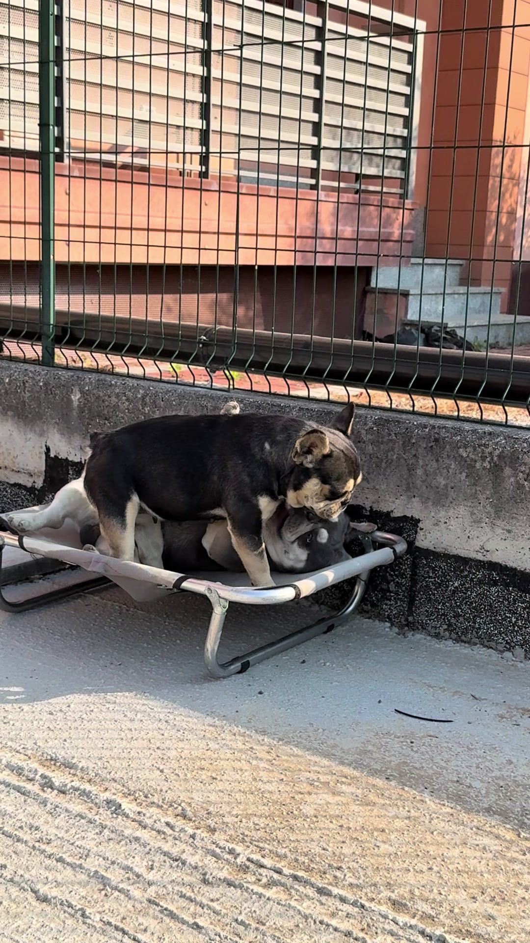 @DonatoBulldogFranceseCuccioli