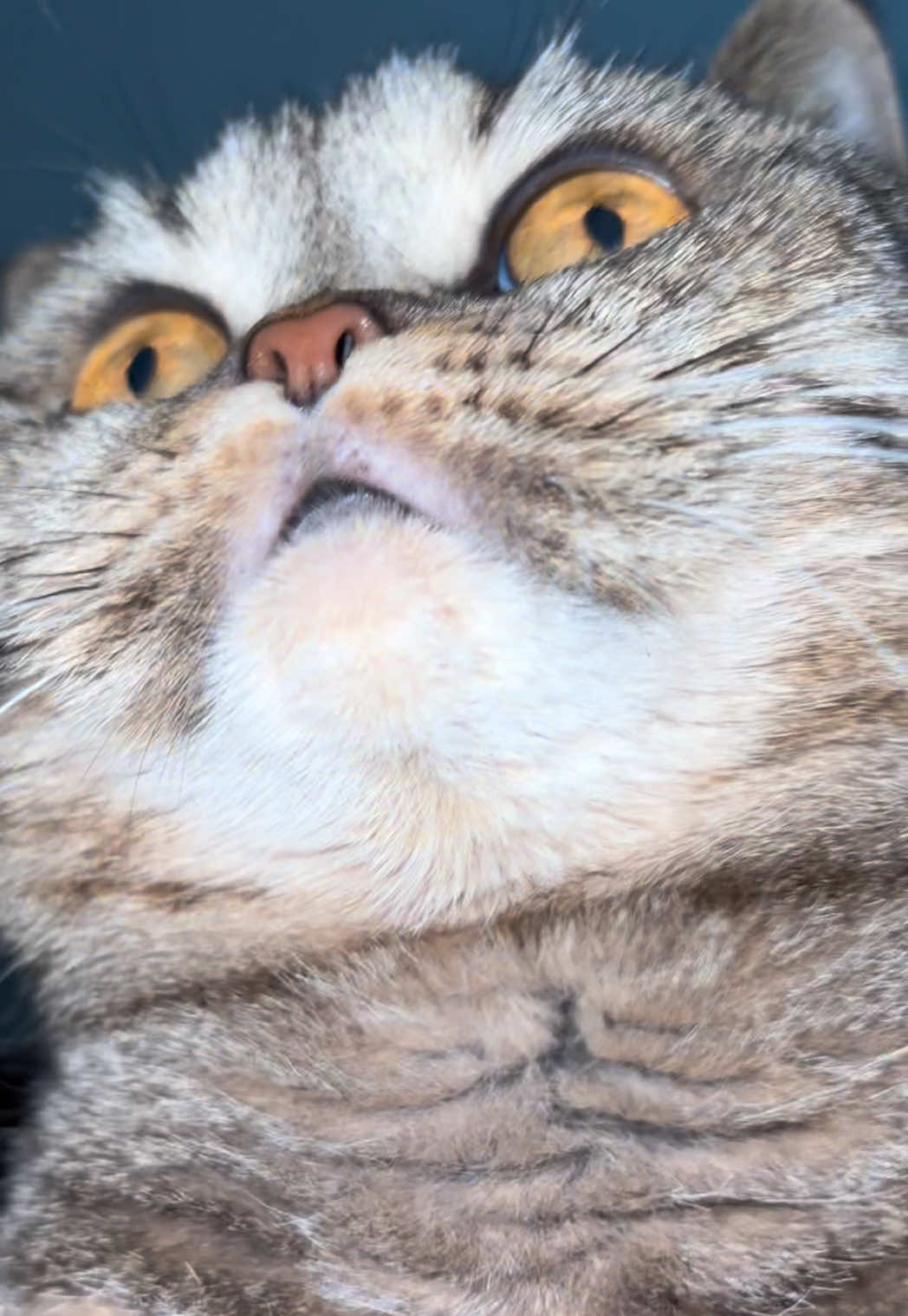 @Sonja_Kitty-Cat