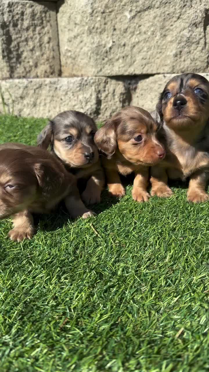 @Mini Dachshundhome