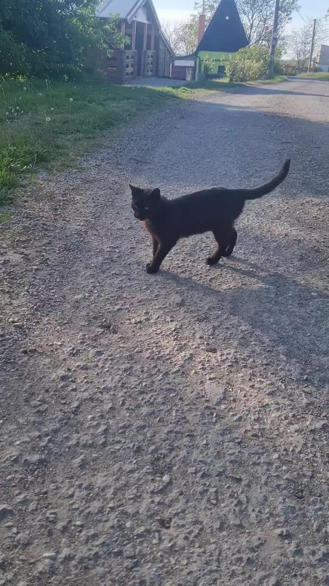 @Cat World