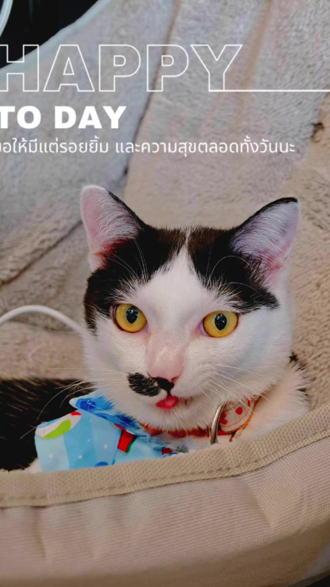 @มังคุด