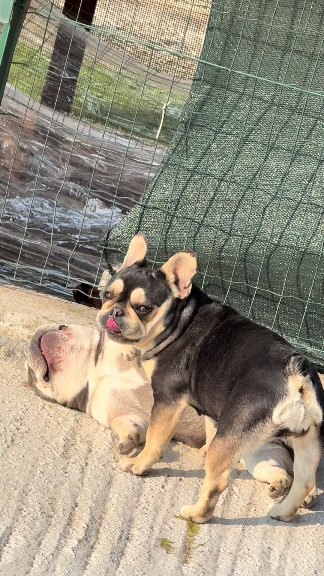 @DonatoBulldogFranceseCuccioli