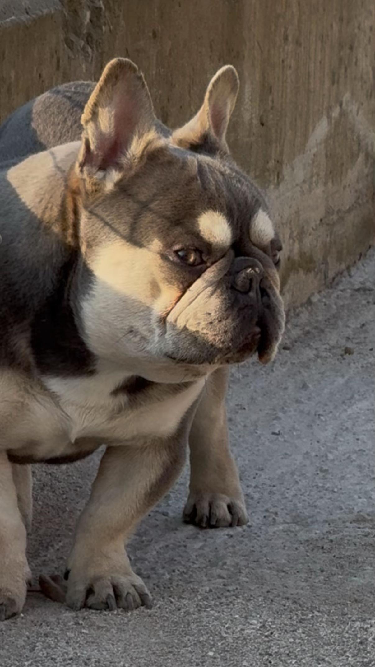 @DonatoBulldogFranceseCuccioli