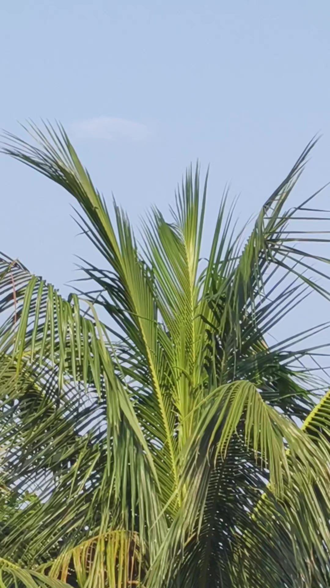 @Aasu Chy 294