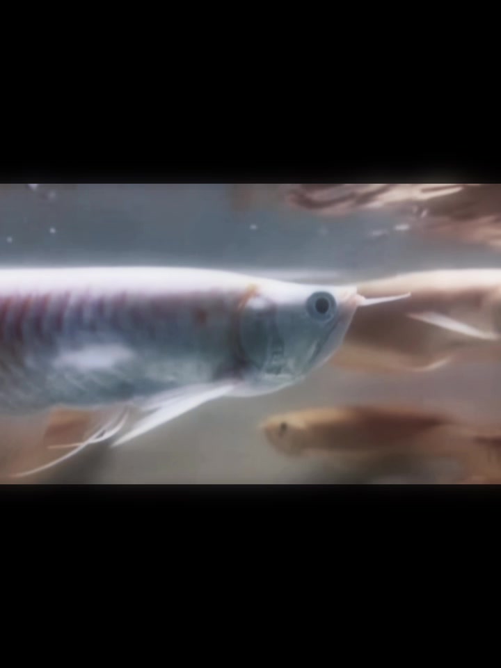 @網上看魚