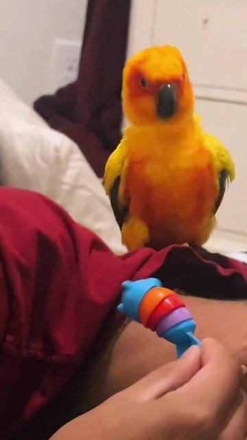 @Suncheepo🦜