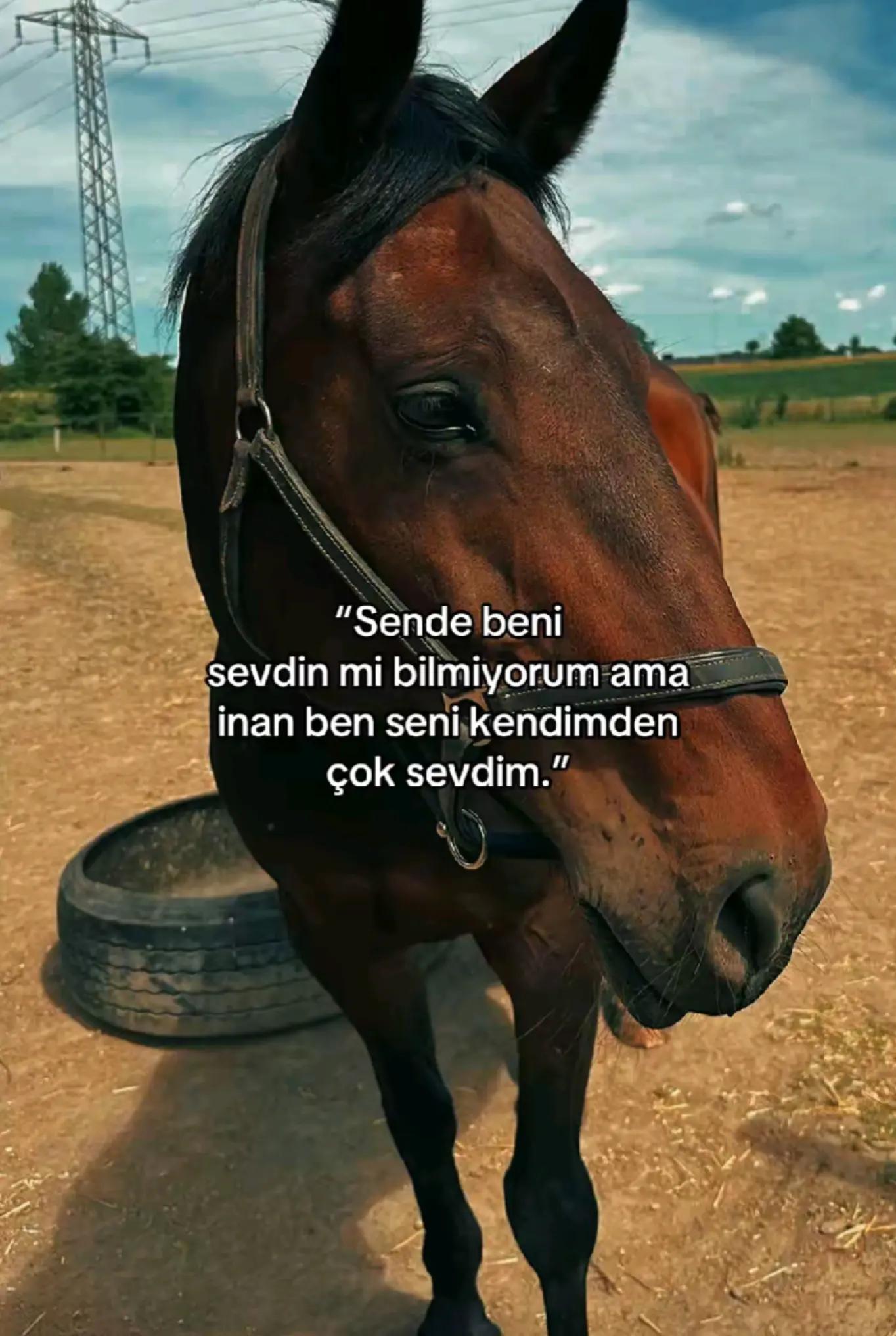 @Sahra Arslan_🐅🇹🇷