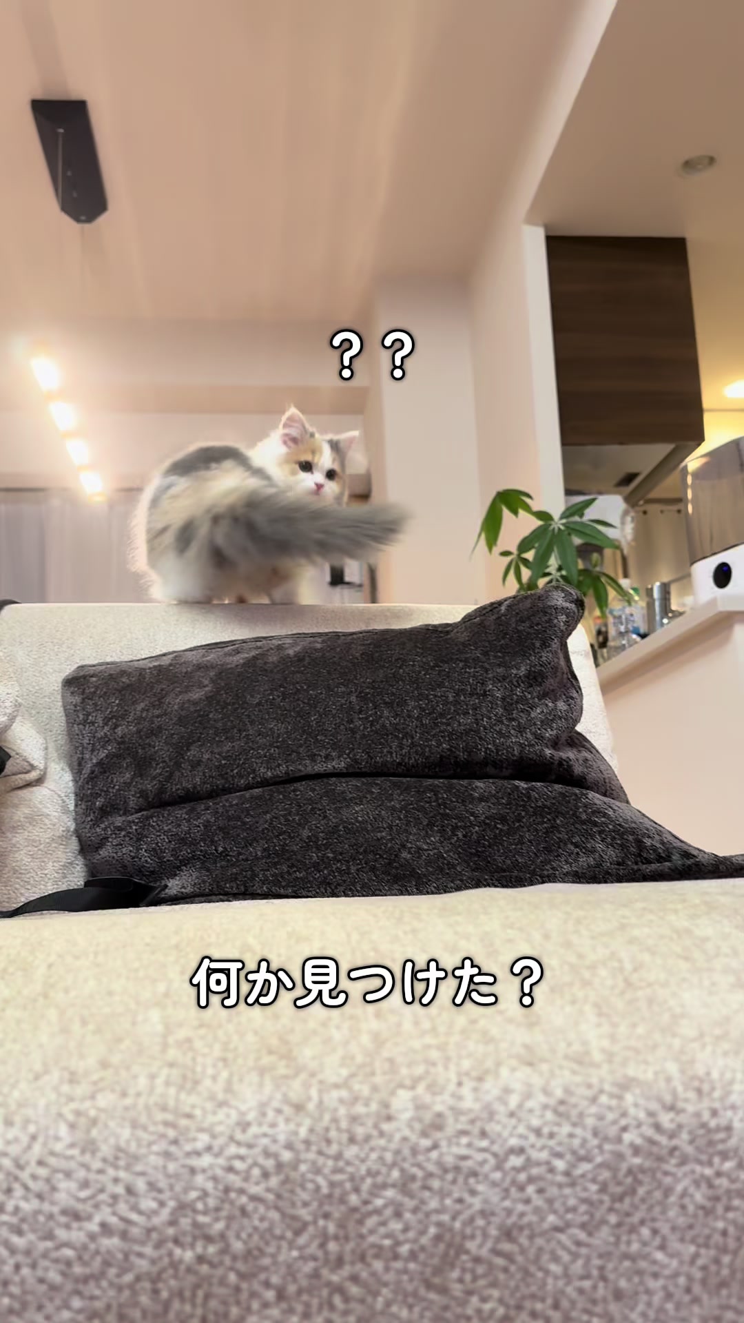 @ねこ日記