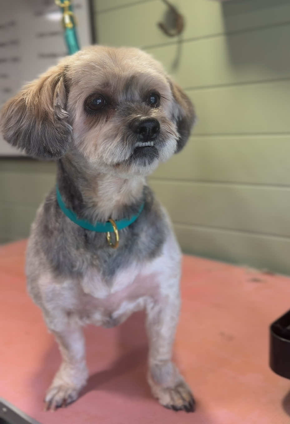 @hollyshoundsgrooming