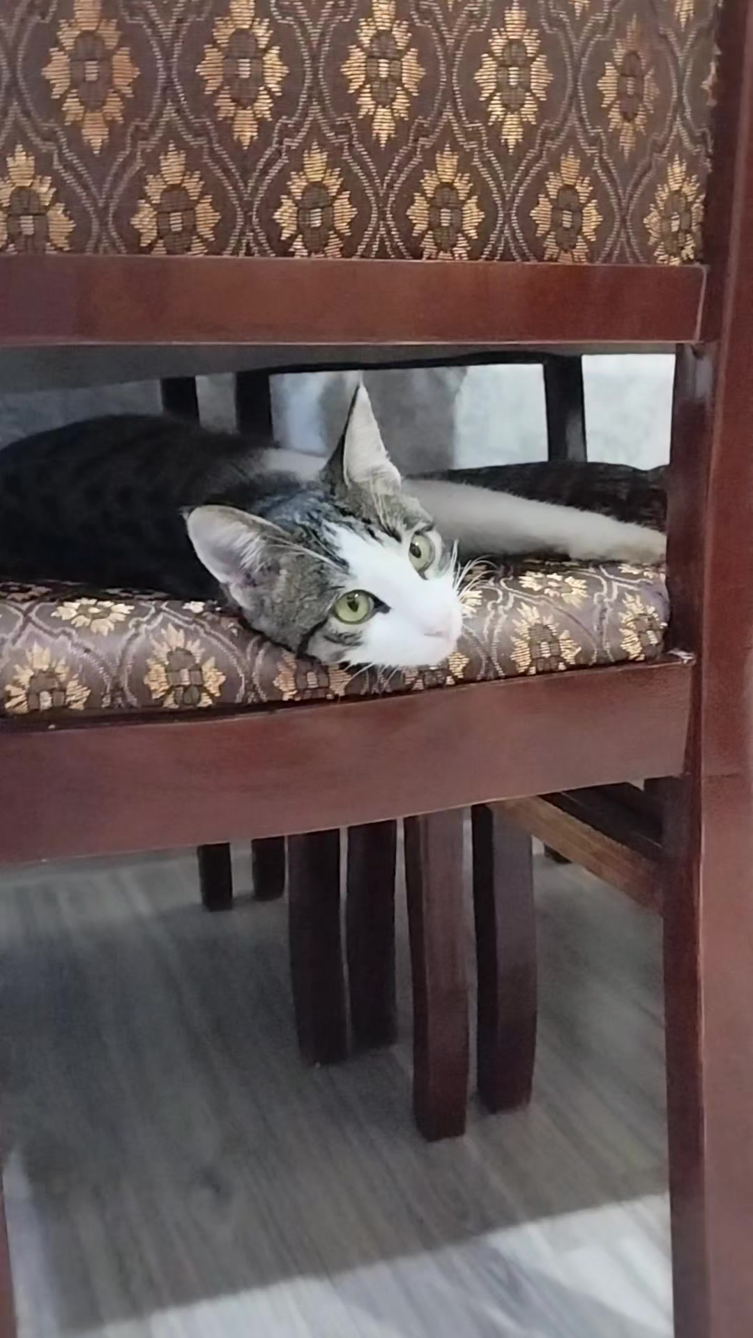@🐾