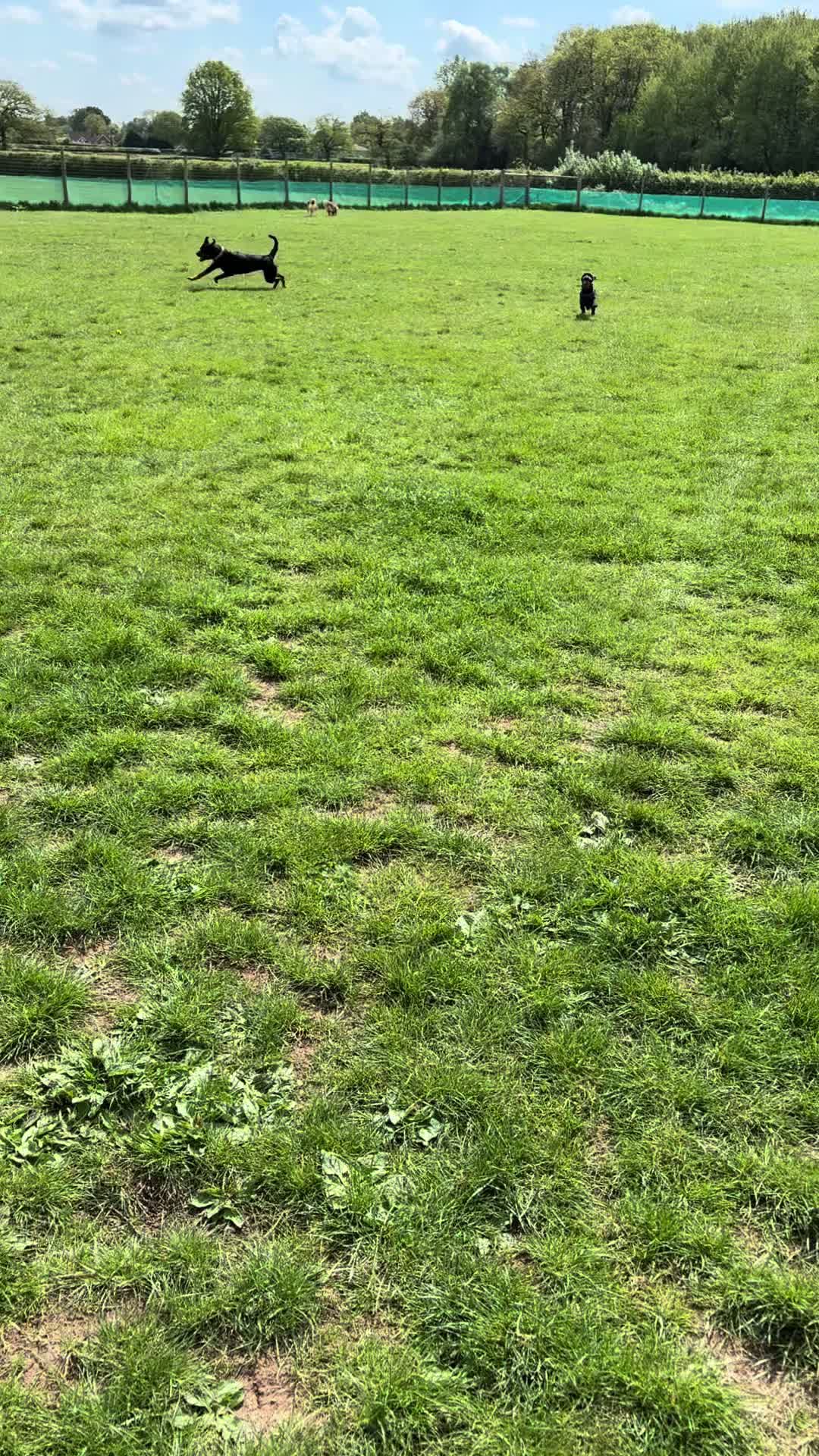 @Lauren & Sam&rsquo;s Dog Walking