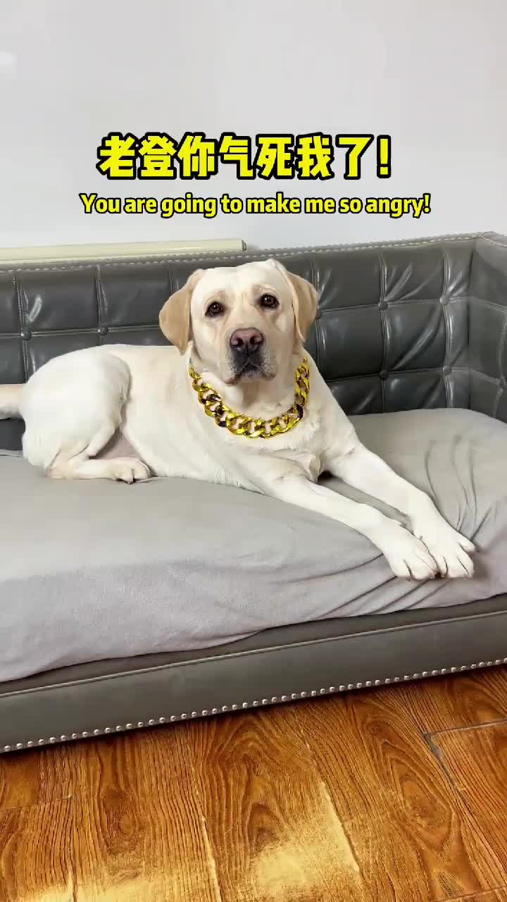 @dogadoption