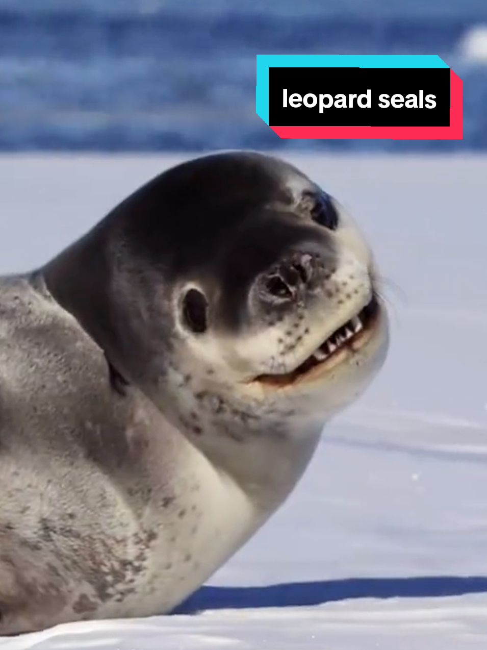 @🩷🎀 seal 🦭🩷