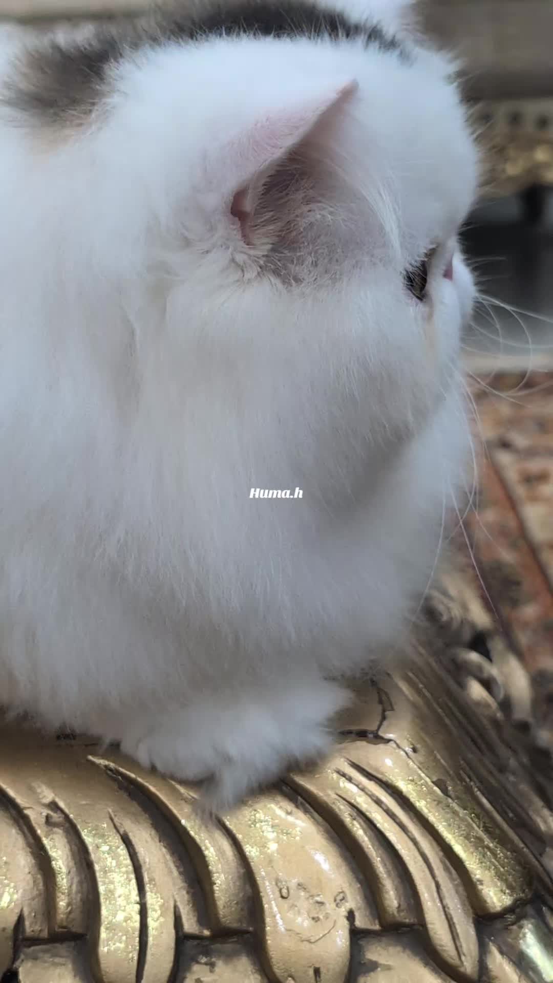 @_Humah_