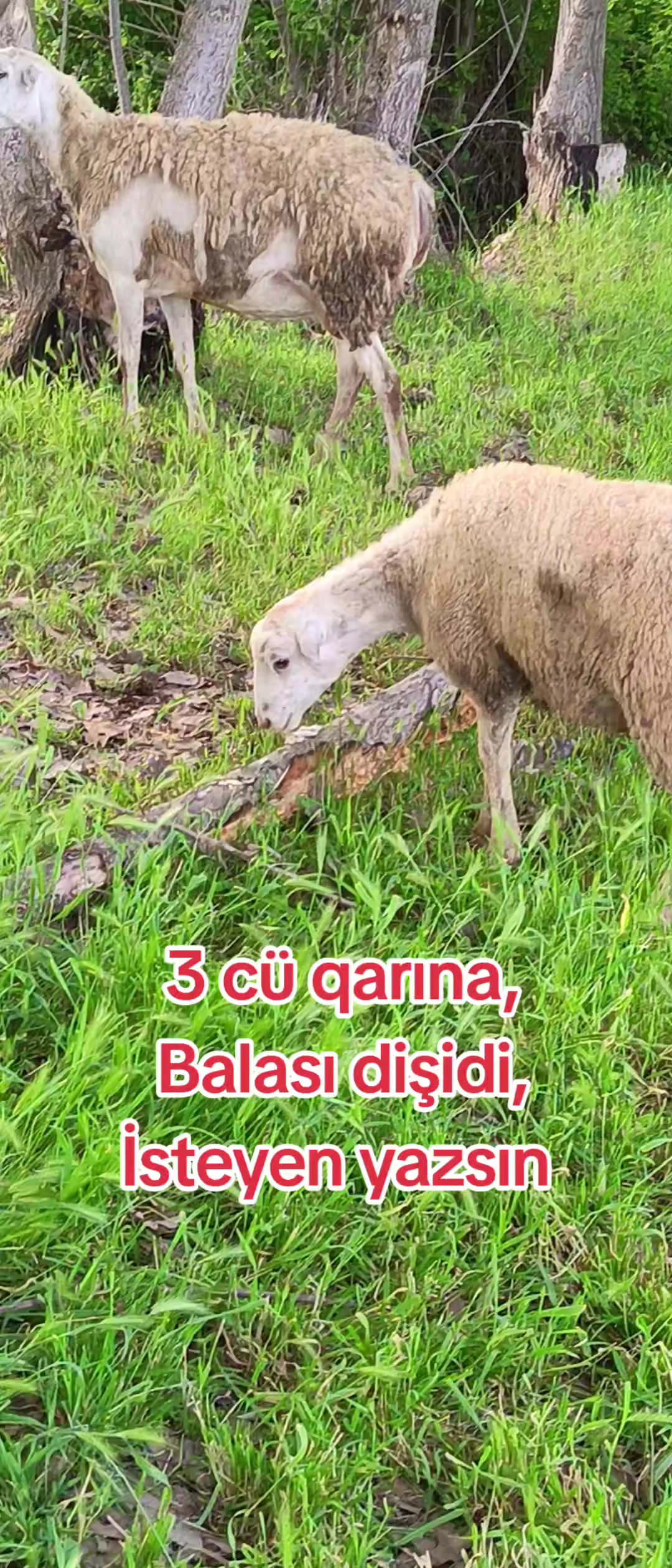 @kend_həyati_041