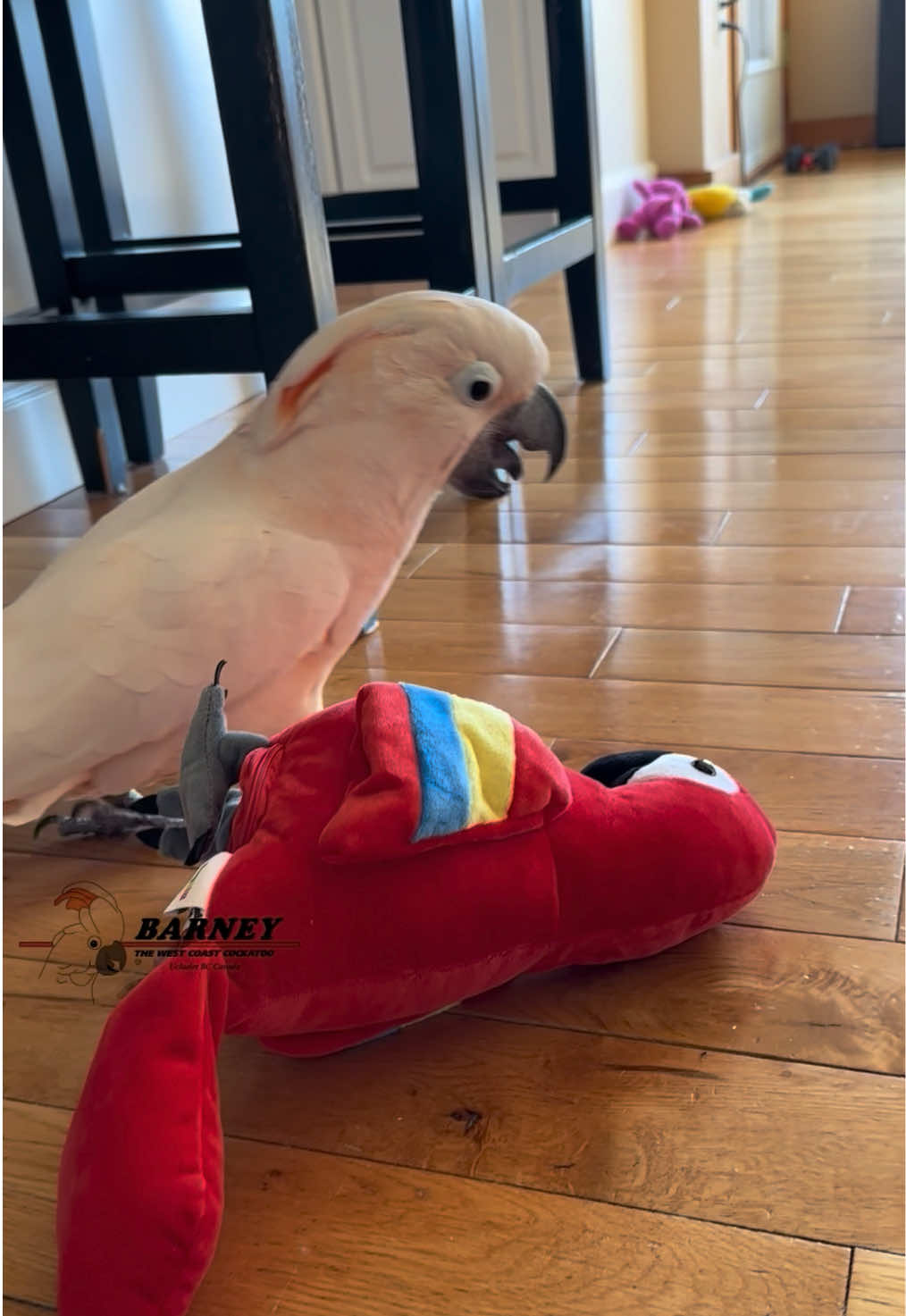 @Barney the West Coast Cockatoo
