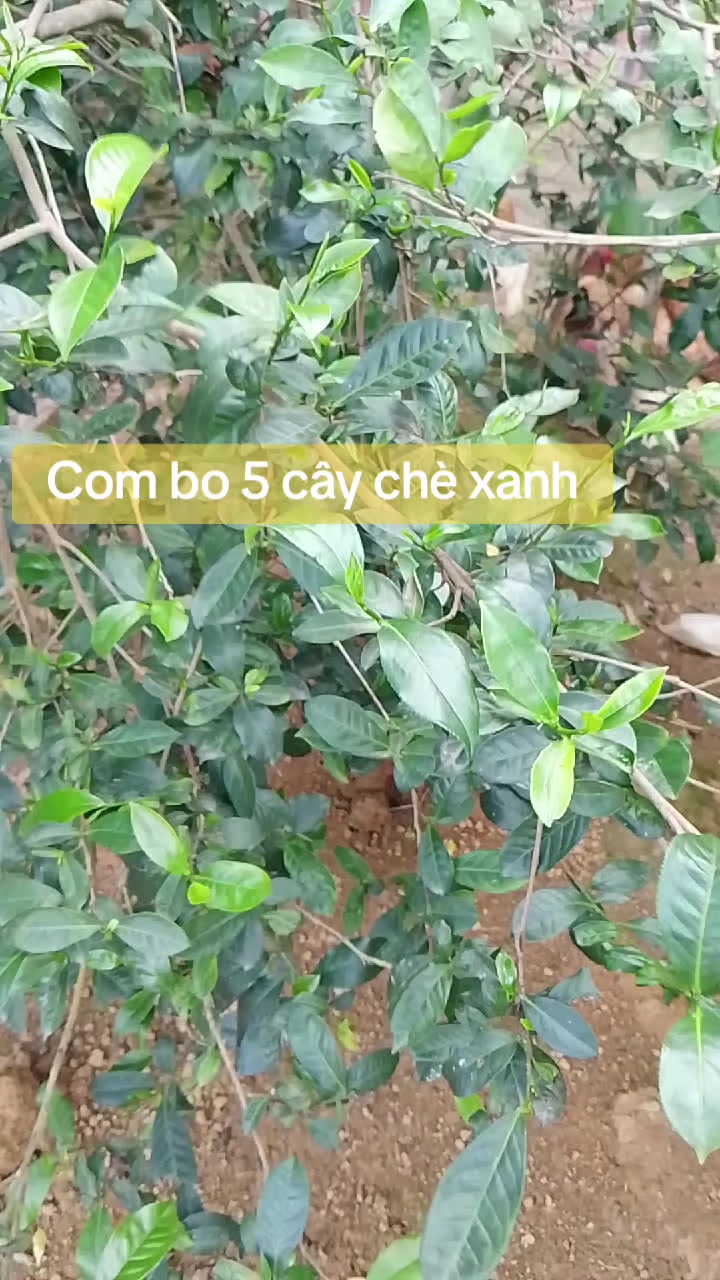 @L&uacute;a M&igrave;