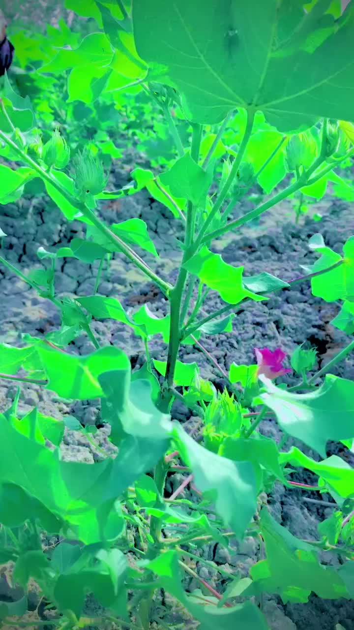 @tanveerkhang000