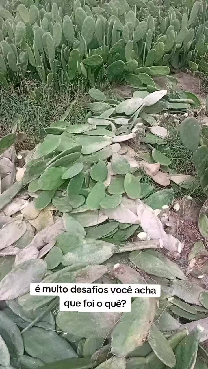 @jocriador