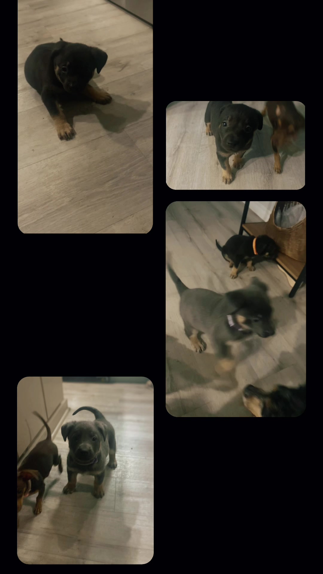 @405&ensp;Animal&ensp;Rescue