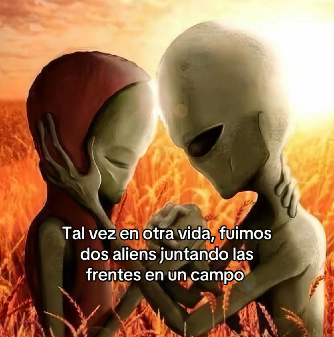 @mamoi