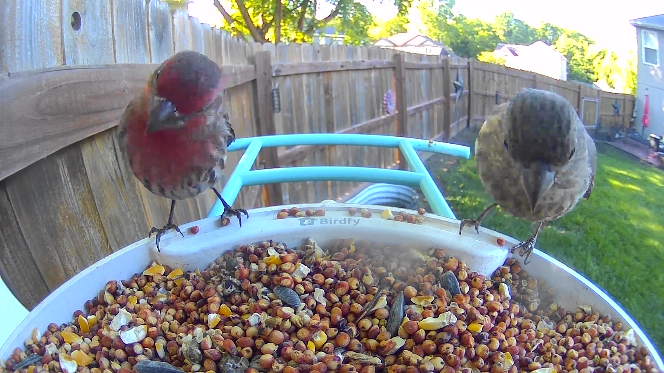 @Crazy Bird Lady