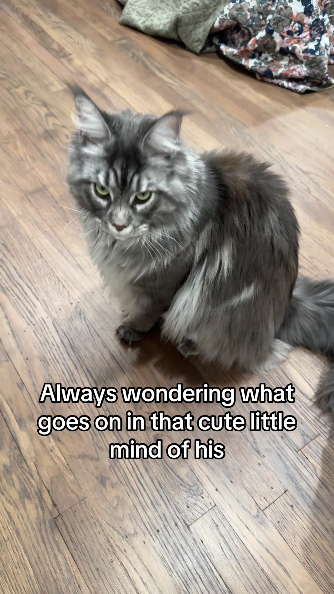 @Theo & Ember 🐈🐈⬛
