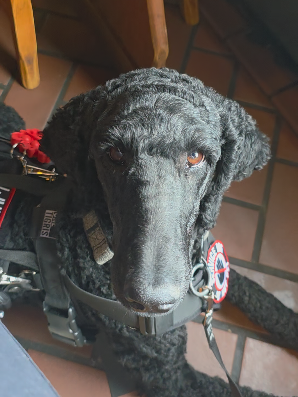@Canine Wonders Training