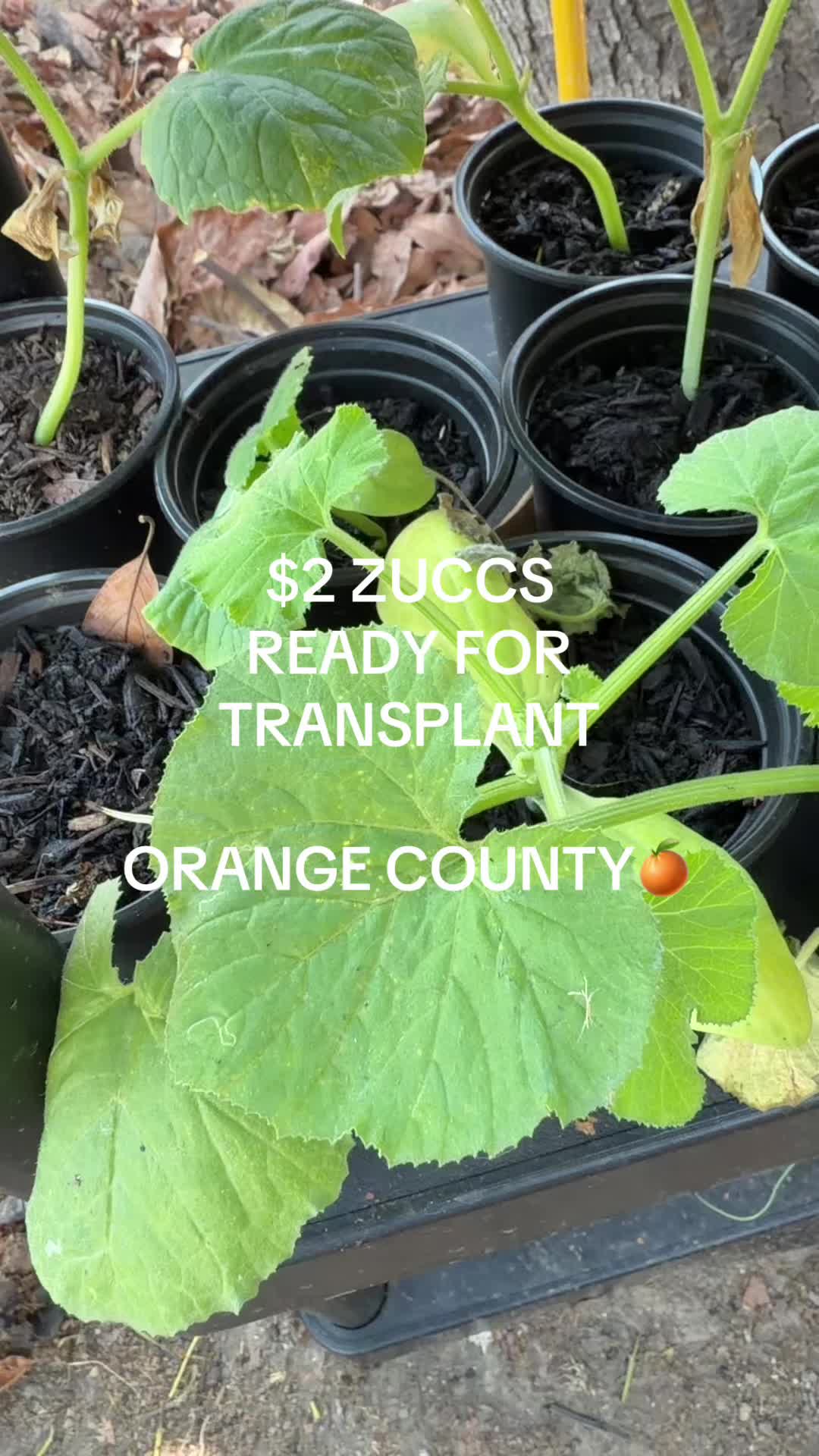 @urbanoasis Santa Ana