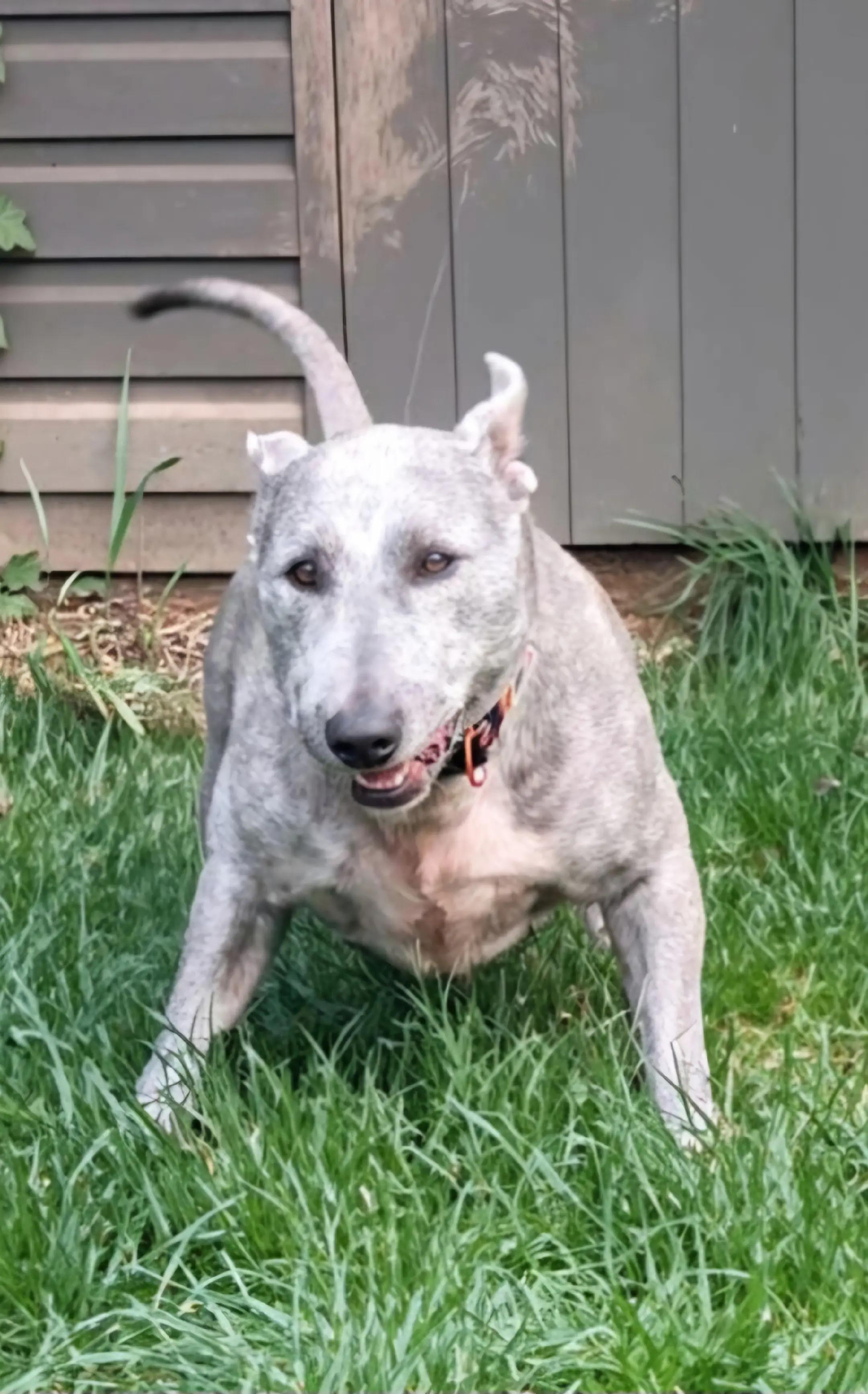 @TOBY THE WHEATEN BULL TERRIER