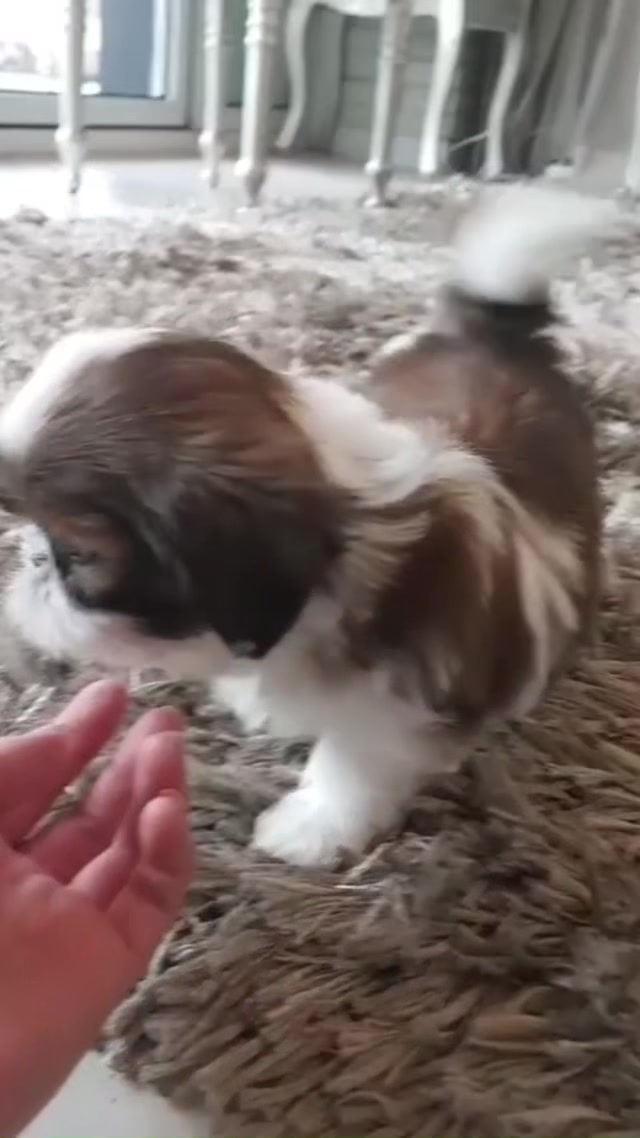 @Teacup puppies