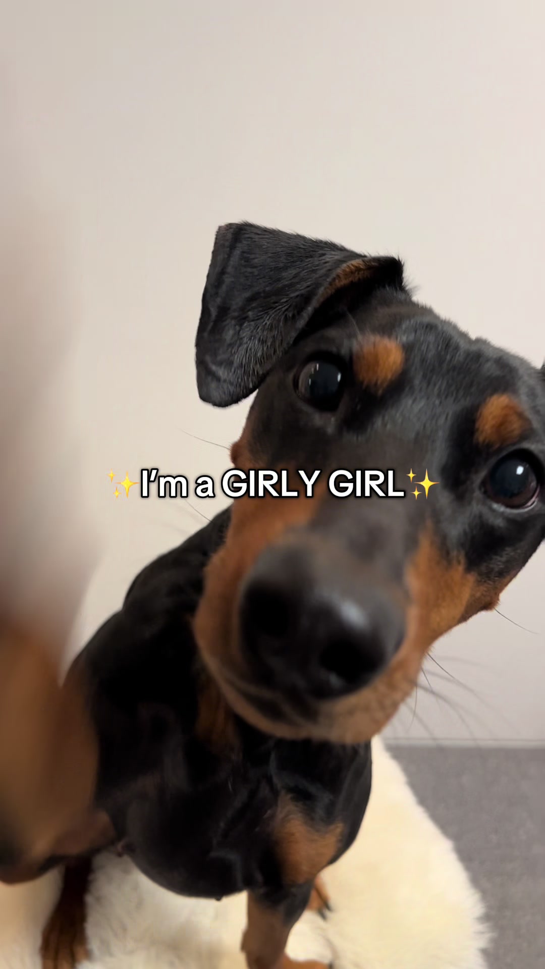 @AlvaTheHotDog