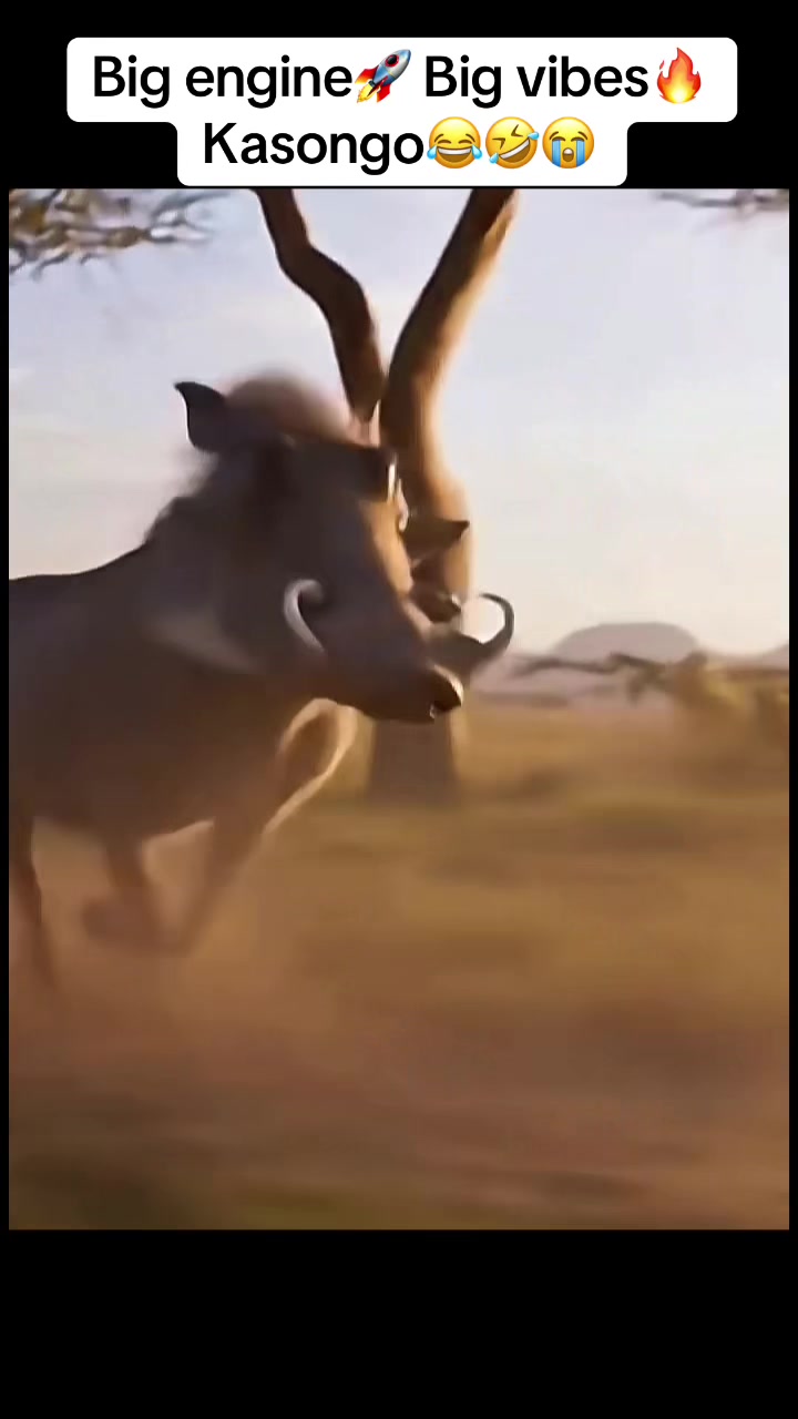 @Roi De la Jungle