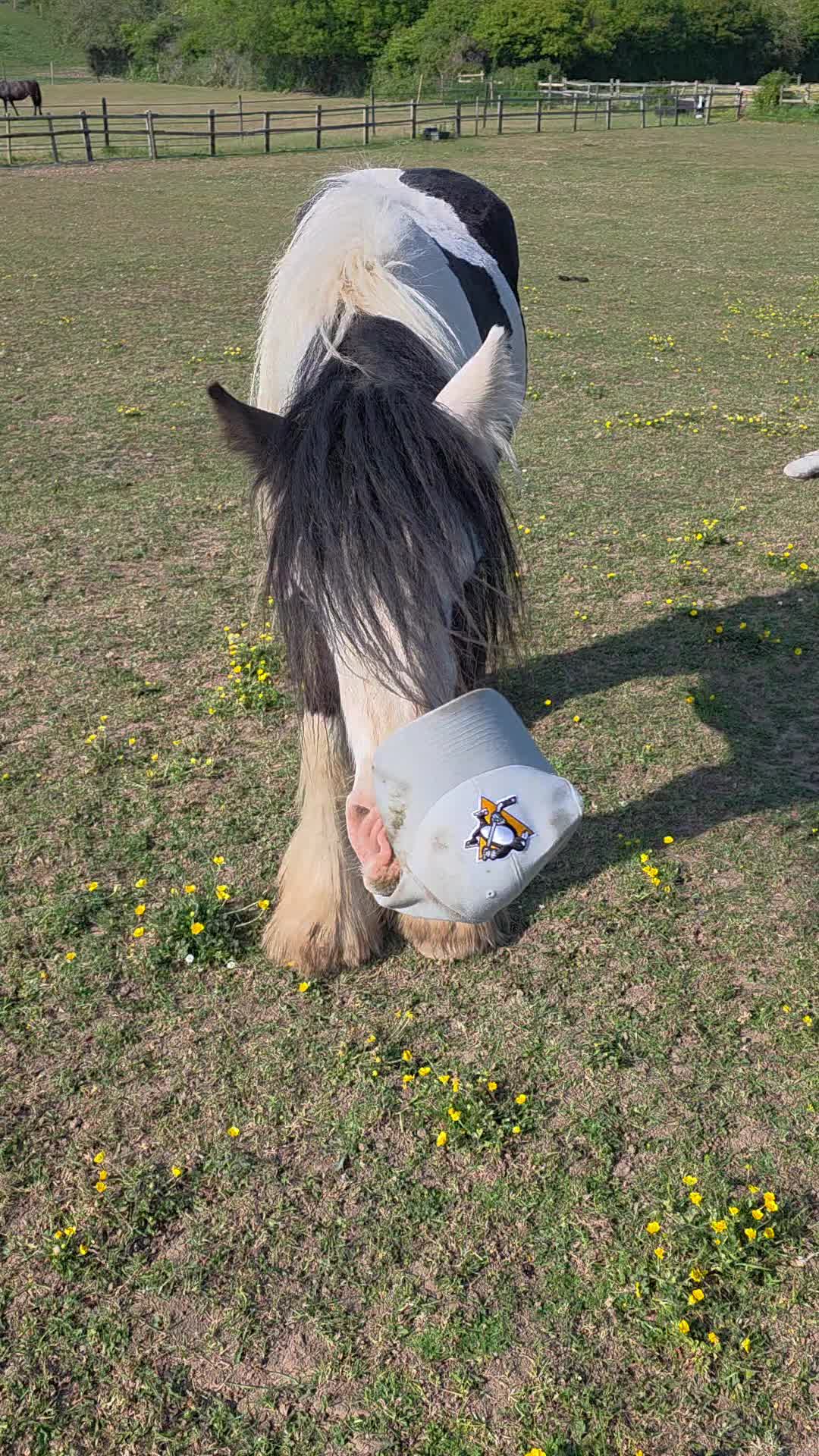 @Miniature horses