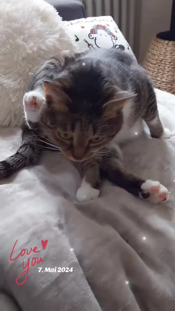 @Scotty🐱🐾🐱🐾 🐱🐾🐱🐾🐱🐾