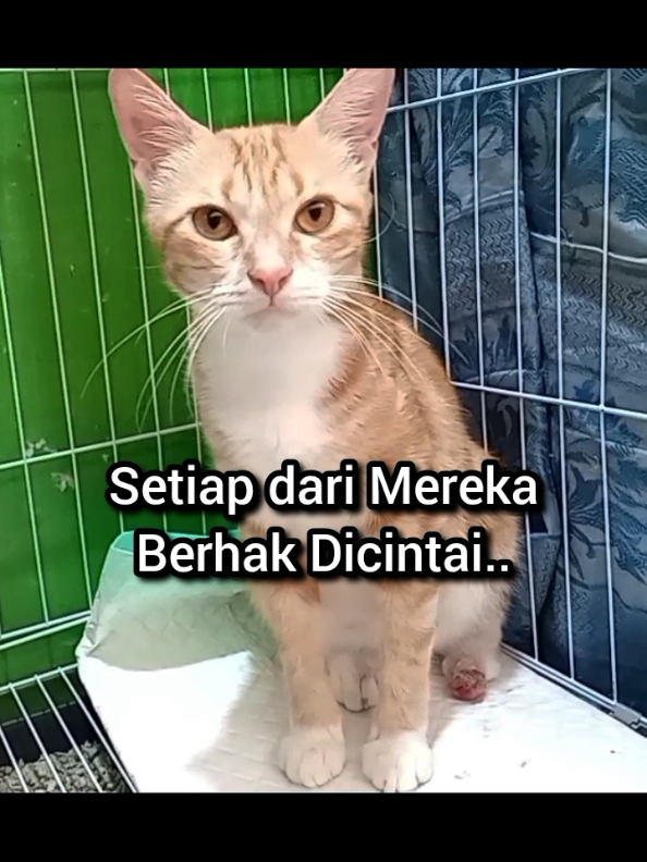 @Kucing Rumah Ronal