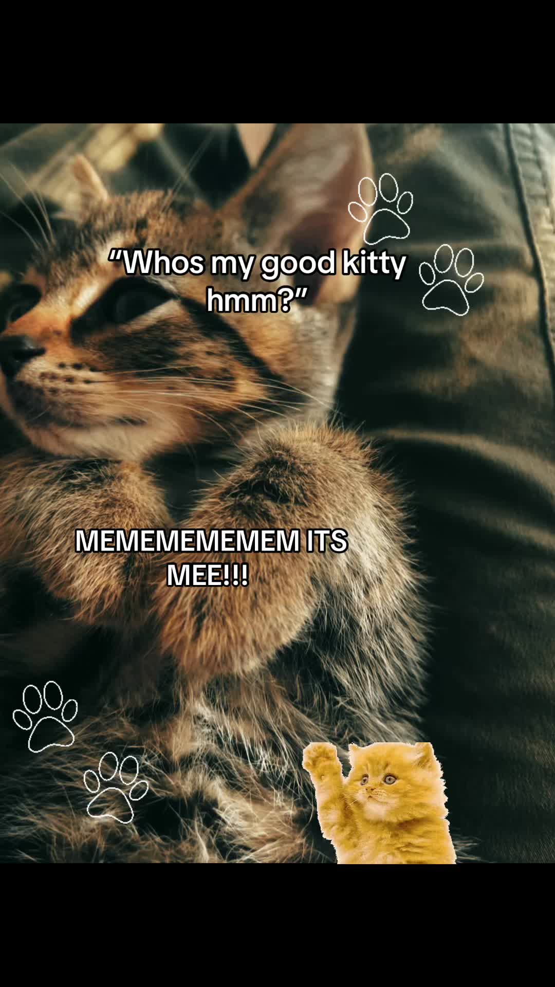 @Puppy (₊˚🦴🪽⋆˚꩜)