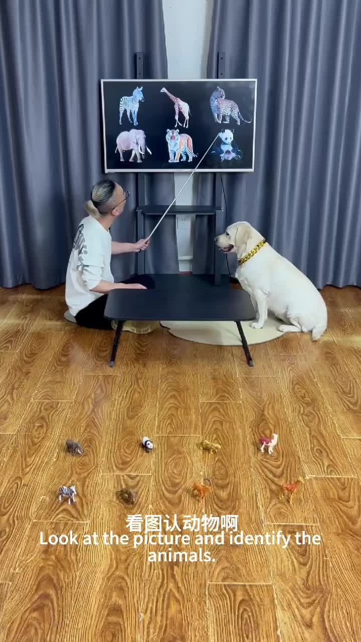 @dogadoption