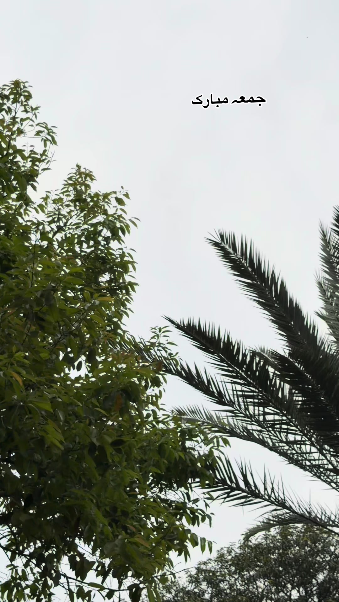 @حریم💐