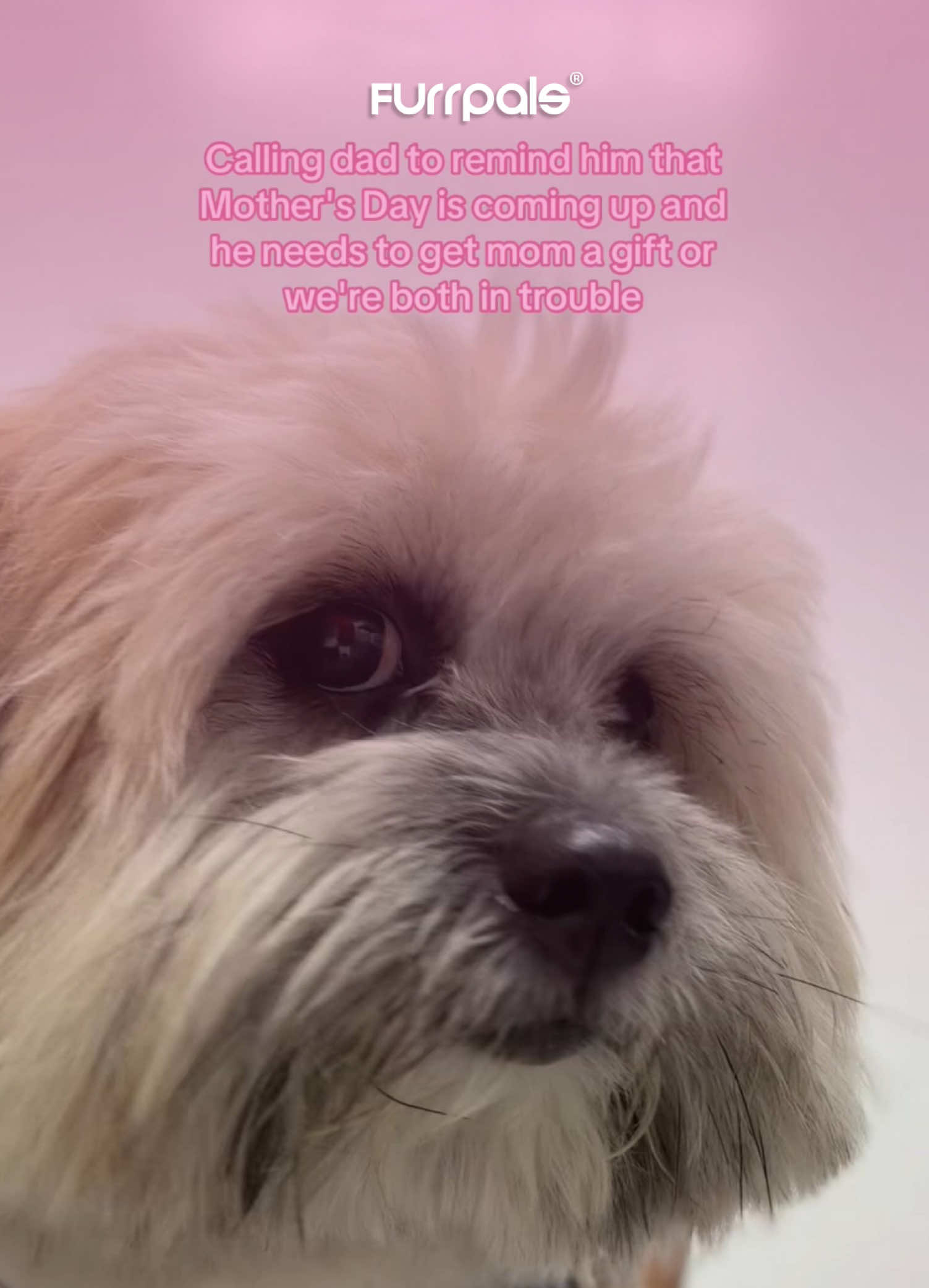 @Furrpals