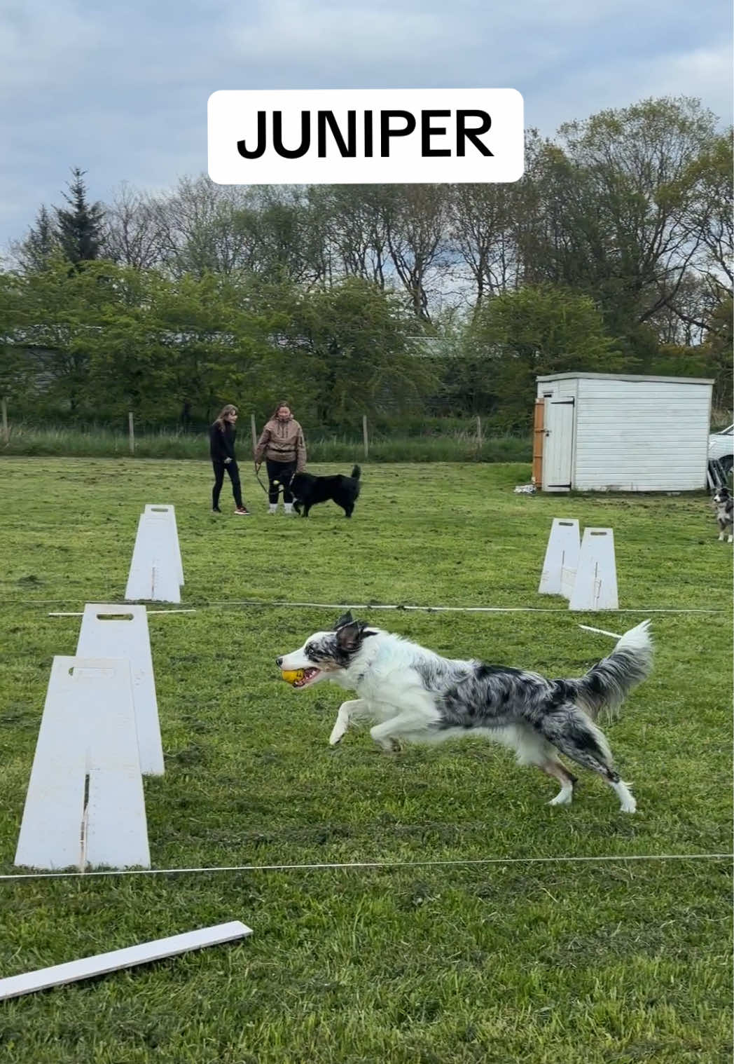 @Pawsitivity Flyball Team