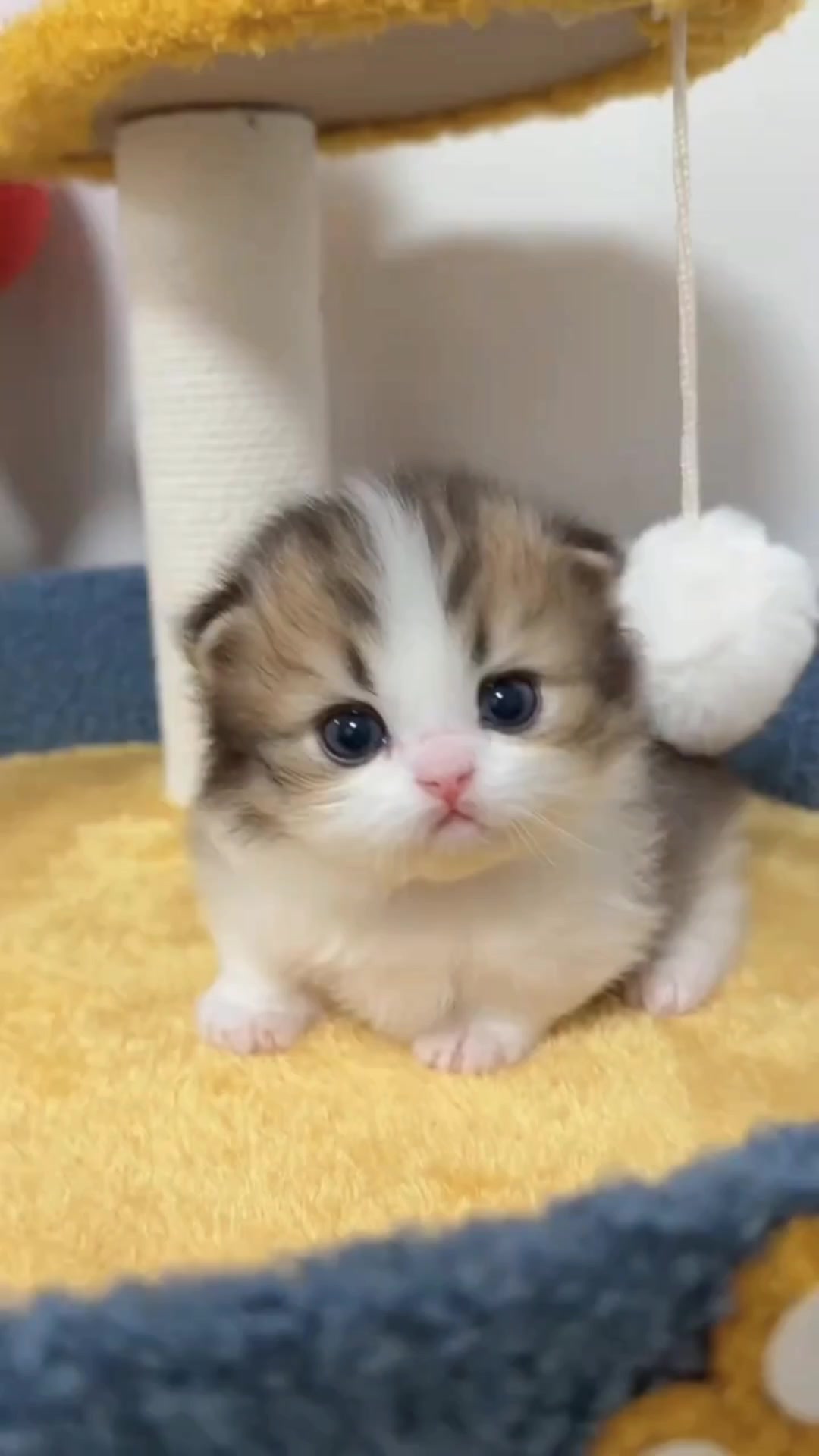 @kikicat