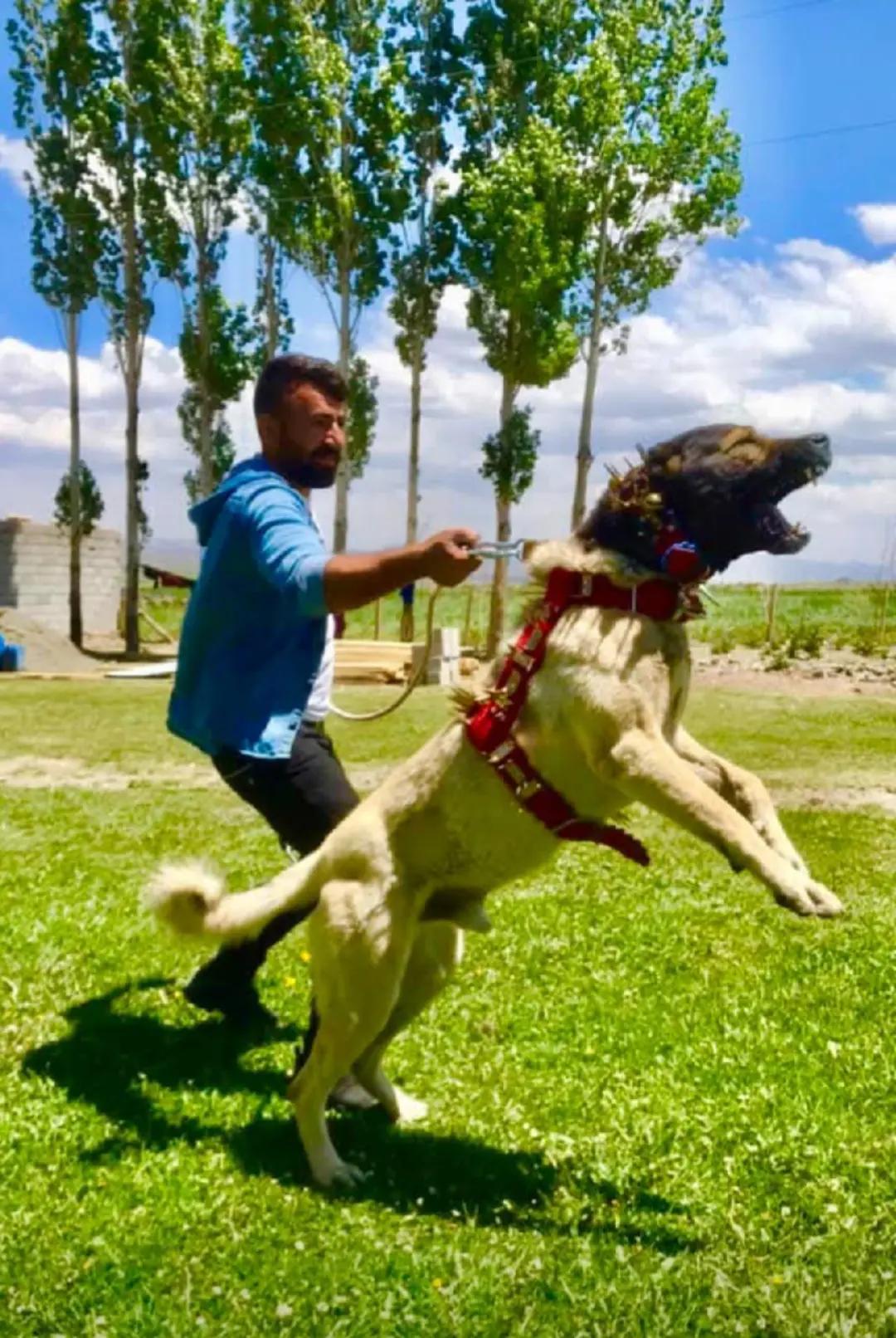 @Yusuf saldık