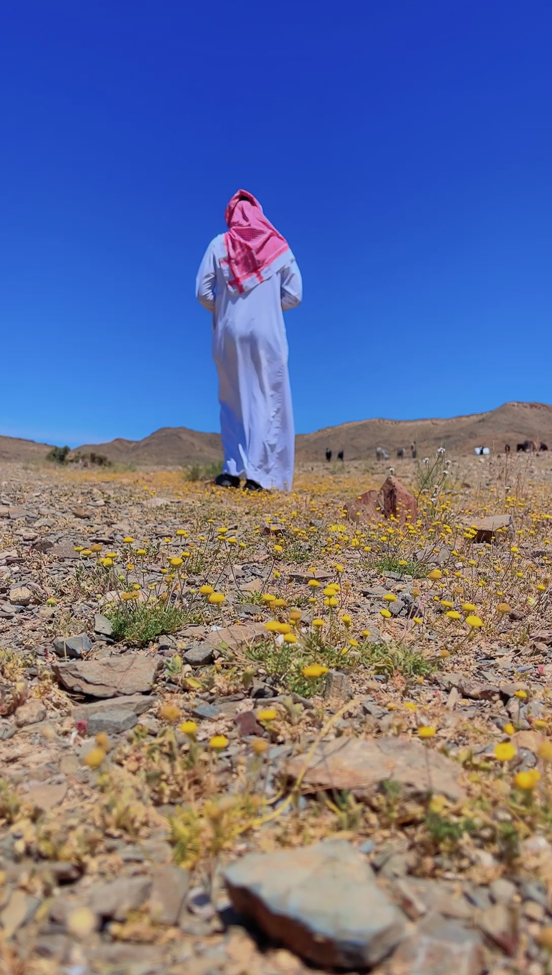 @سليمان البلوي