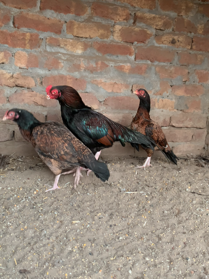 @Amroha shokeen