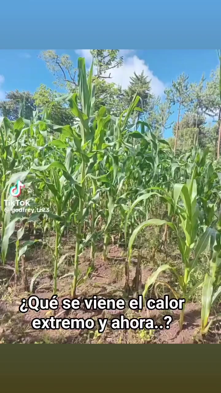 @Mirlehu