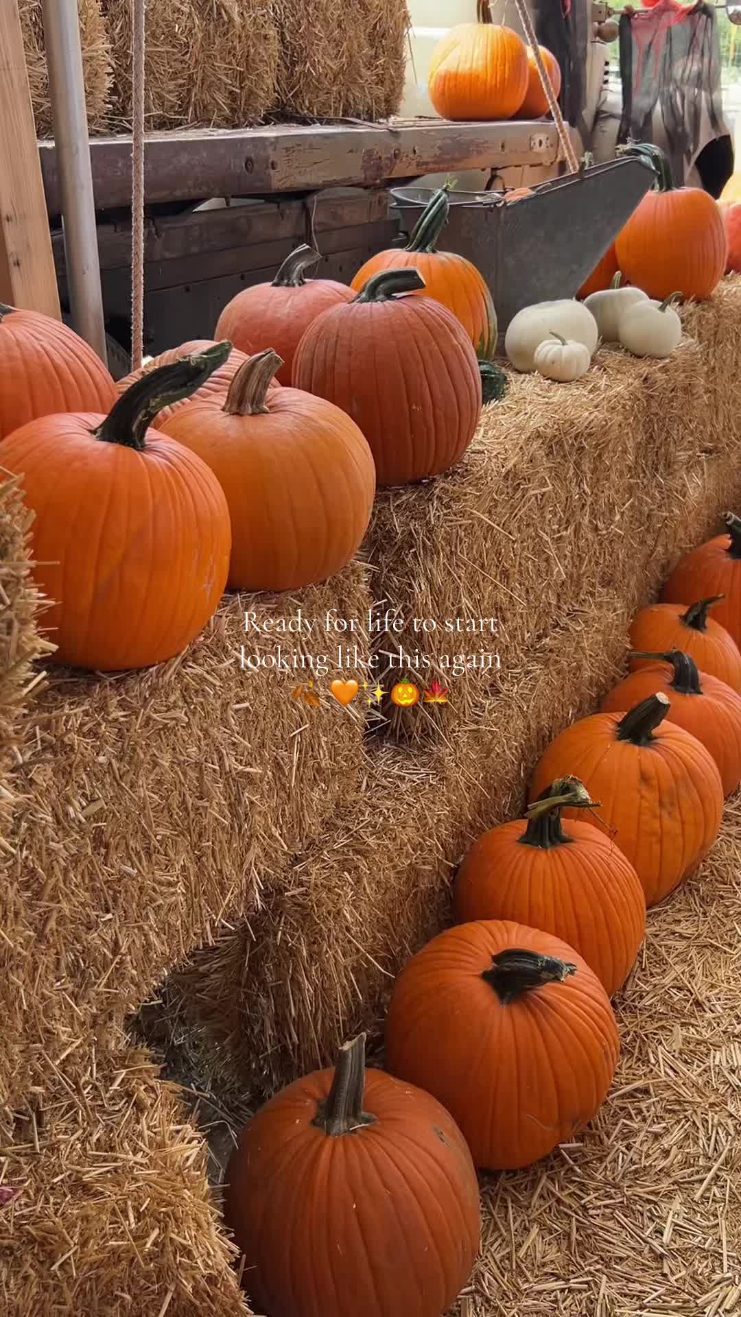 @Spooky Ash 🕷️